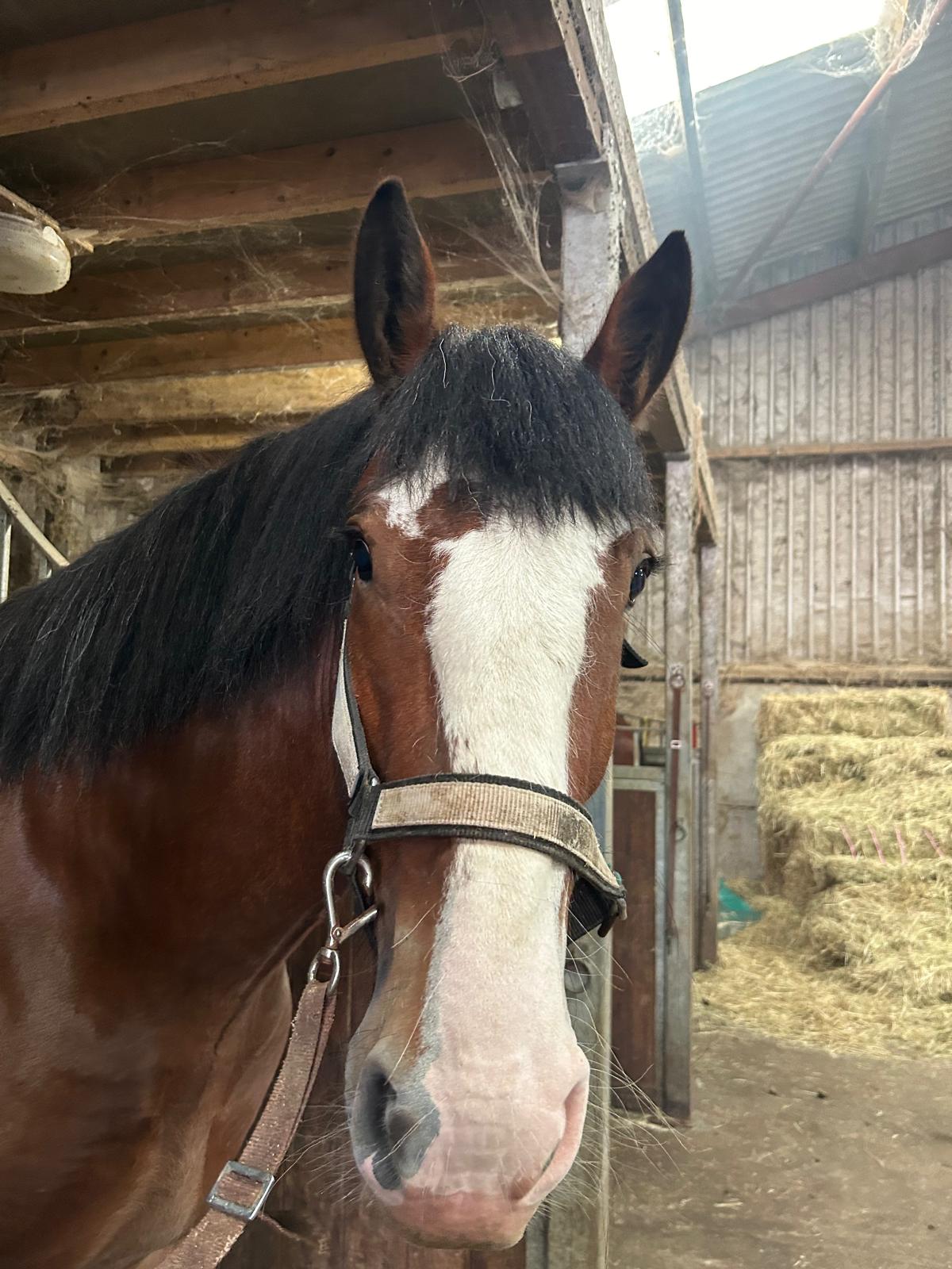 Shire Horse close-up